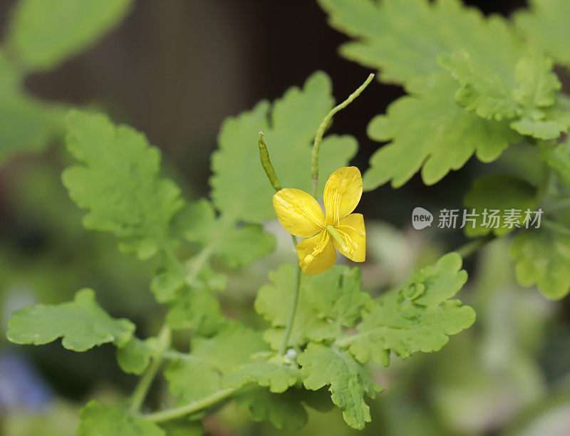 大白屈菜(Chelidonium majus)